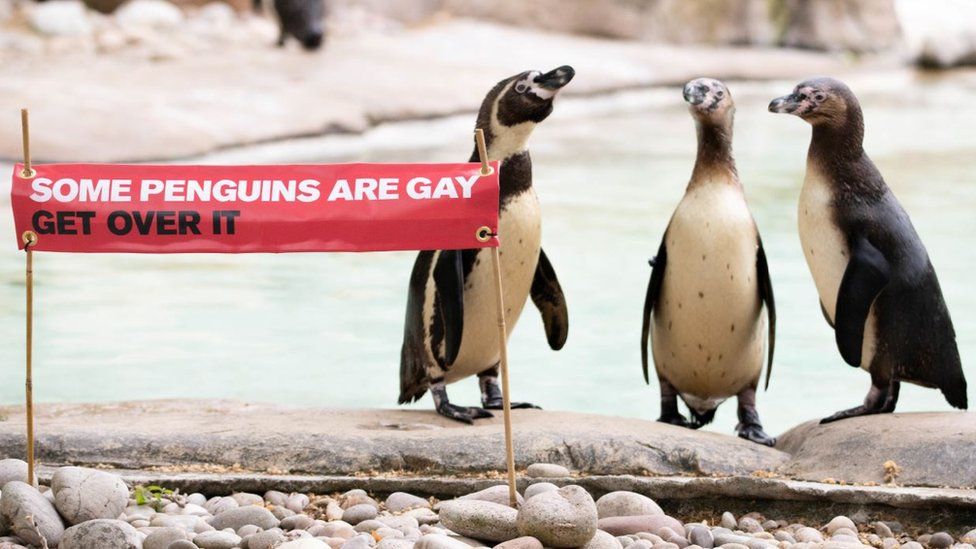 Penguins at London Zoo