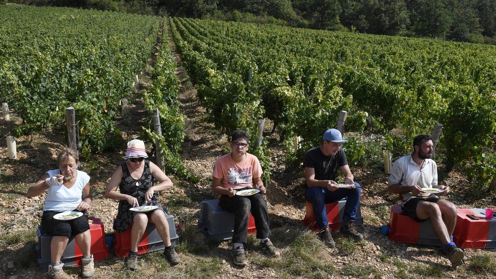 workers eating lunch at a Pouilly vineyard (2016)