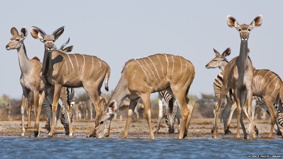 Kudu