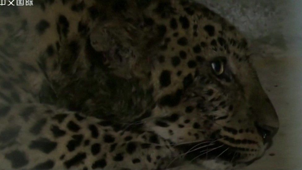 Один из леопардов, пойманный на выходных
