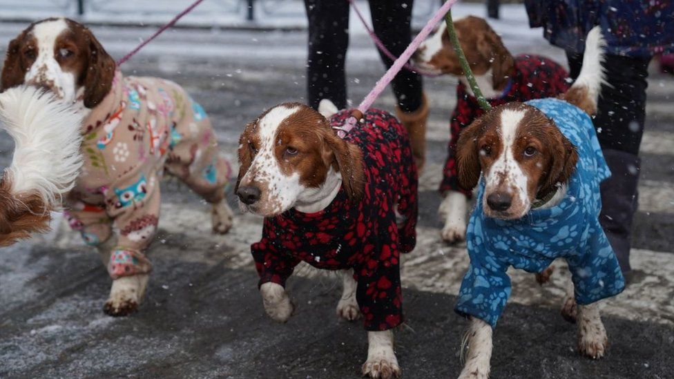 Dogs arriving at Crufts