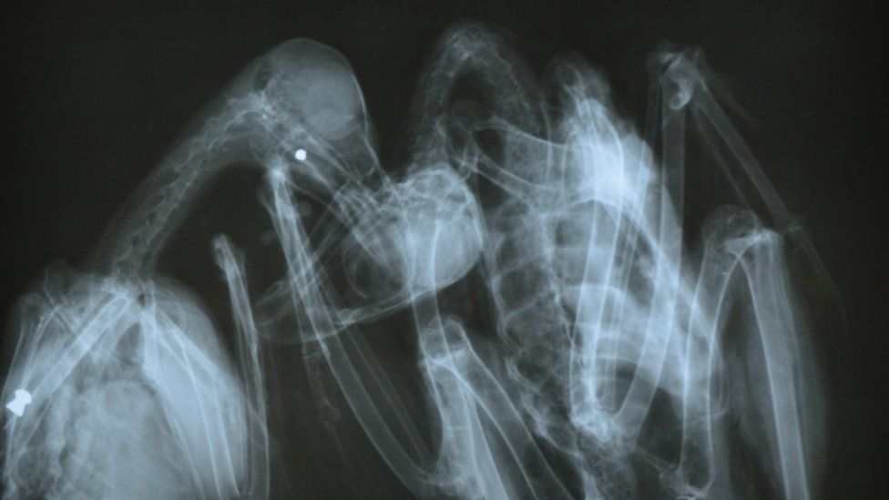 The X-Ray of the Buzzard