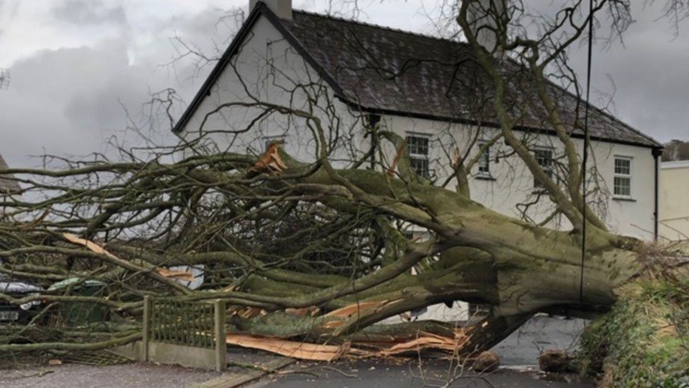 Bontnewydd tree down