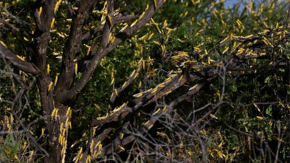 Locusts on trees in Kenya, January 2020