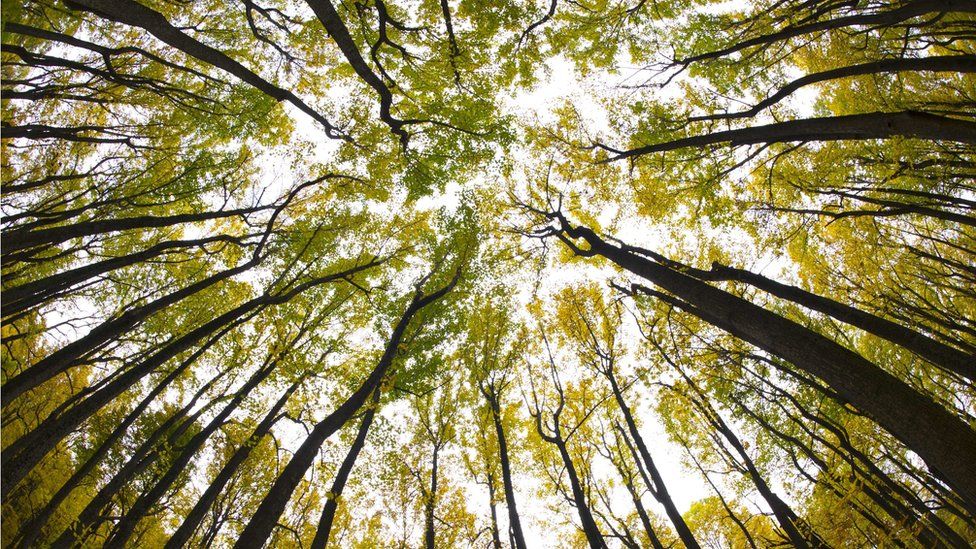 Trees in the Shenandoah National Park in Virginia