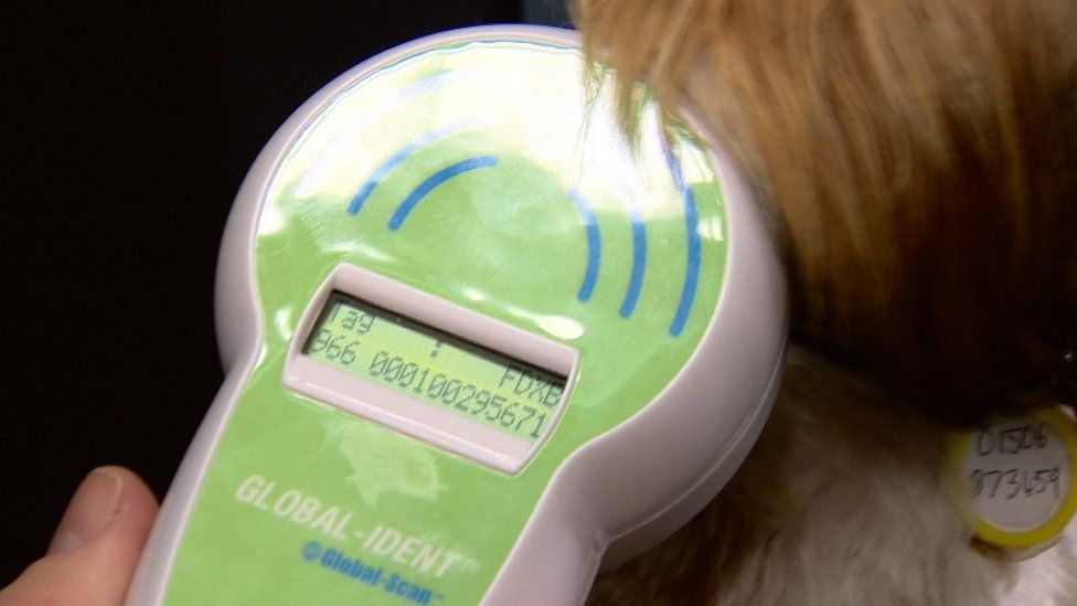 Owners urged to get dogs microchipped BBC News