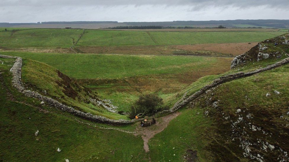 A wide picture of the felled tree at Hadrian's Wall
