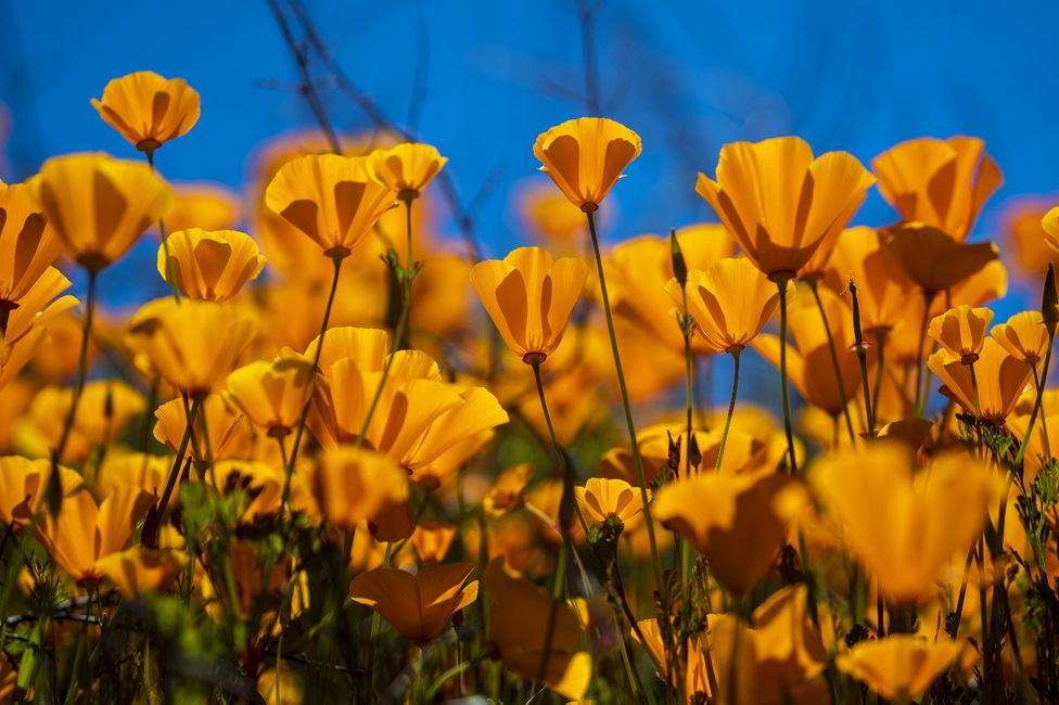 Poppies at Lake Elsinore on 22 March