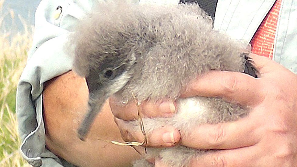 Manx Shearwater