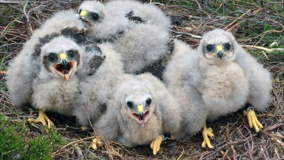 Hen harriers fledge in record numbers in northern England - BBC News