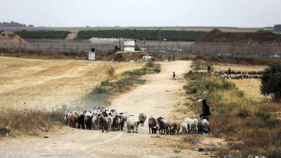Palestinian shepherds walk with their sheep, east of Gaza City near the border with Israel