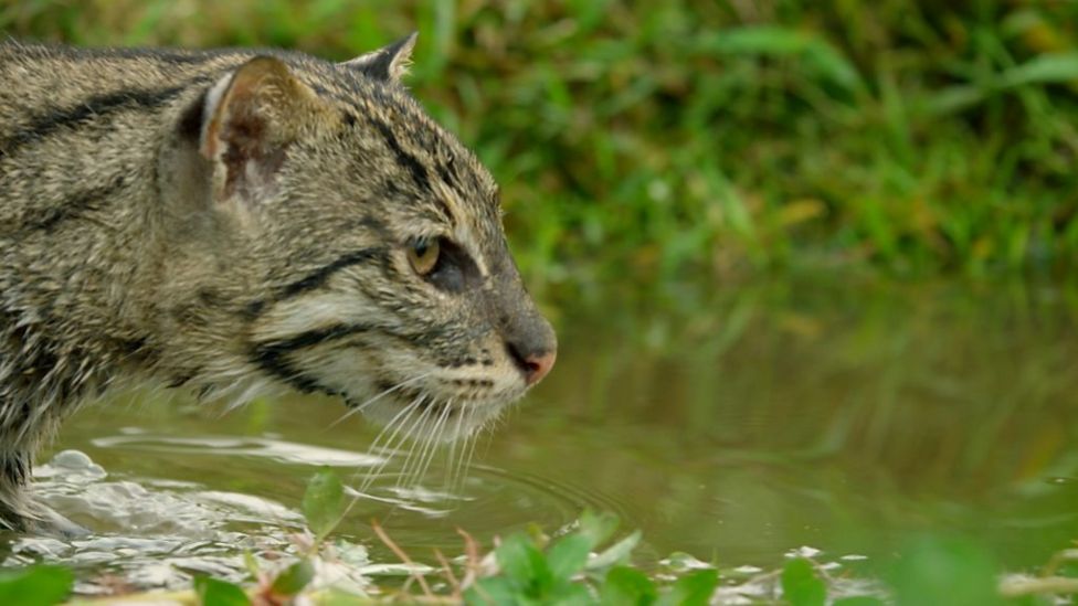 Newquay Zoo adds new mate for 'vulnerable' fishing cat BBC News