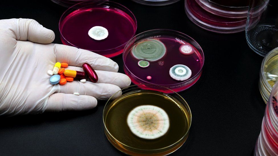 Pills being held near Petri dishes