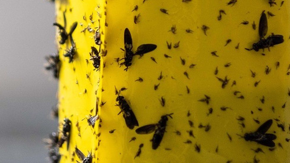 Flies on a yellow background