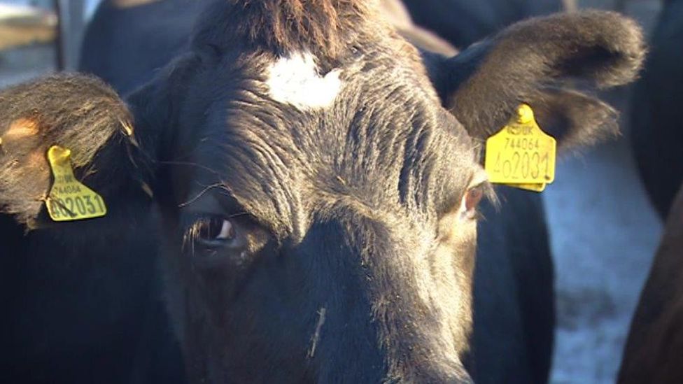 Cow at Mossman Farm