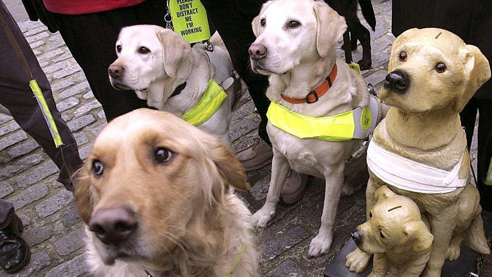 Guide dogs standing next to a charity box