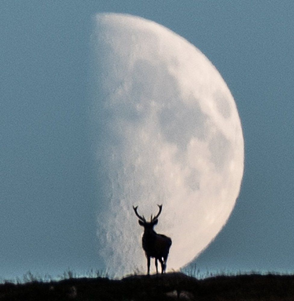 Red Deer Stag at Loch Muick - 9th October. By chance the deer appeared, roaring to its competitors, on the hillside with the moon rising behind it