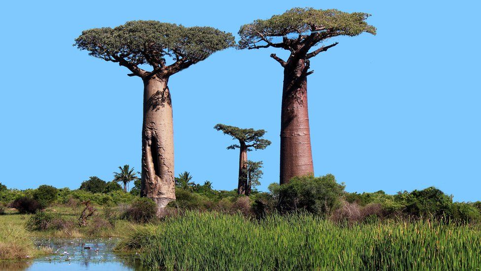 Baobabs are trees recognisable by their distinctive swollen stems