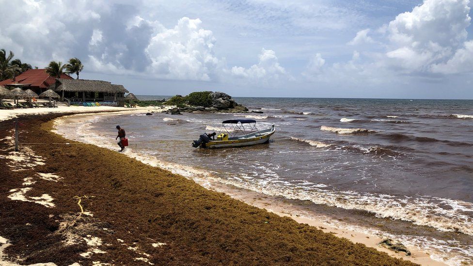 Sargassum, a seaweed-like algae, covers a beach on 15 June
