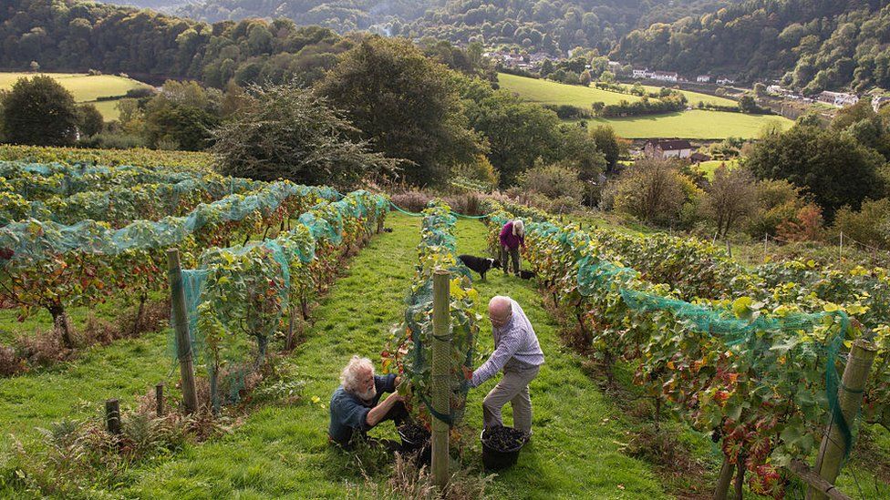 Wales vineyard