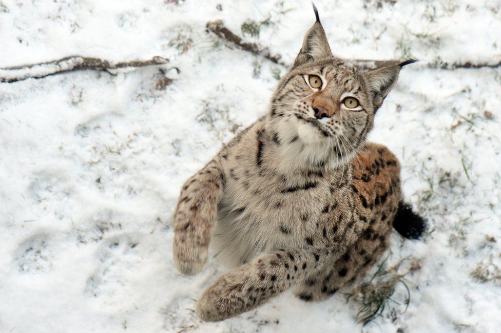 A lynx jumping in the snow