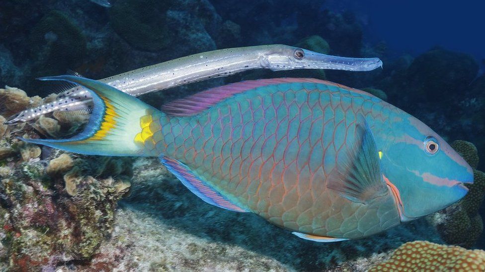 Sea wildlife: Trumpetfish shadow to sneak up on their prey - BBC Newsround