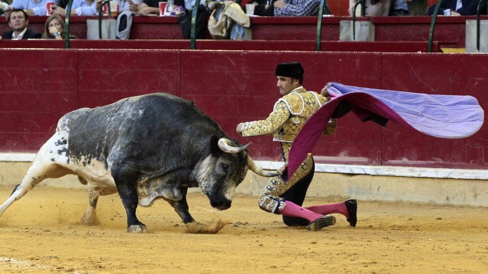 Spanish bullfighter Alberto Alvarez fights against his first bull during the El Pilar Fair bullfight in Zaragoza, Spain, 9 October 2016