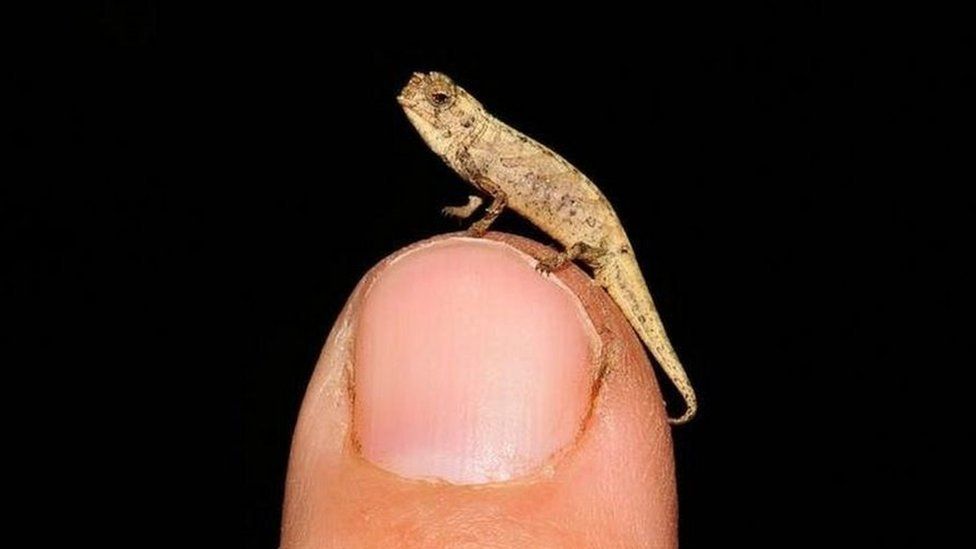 The tiny Brookesia nana perched on a fingertip