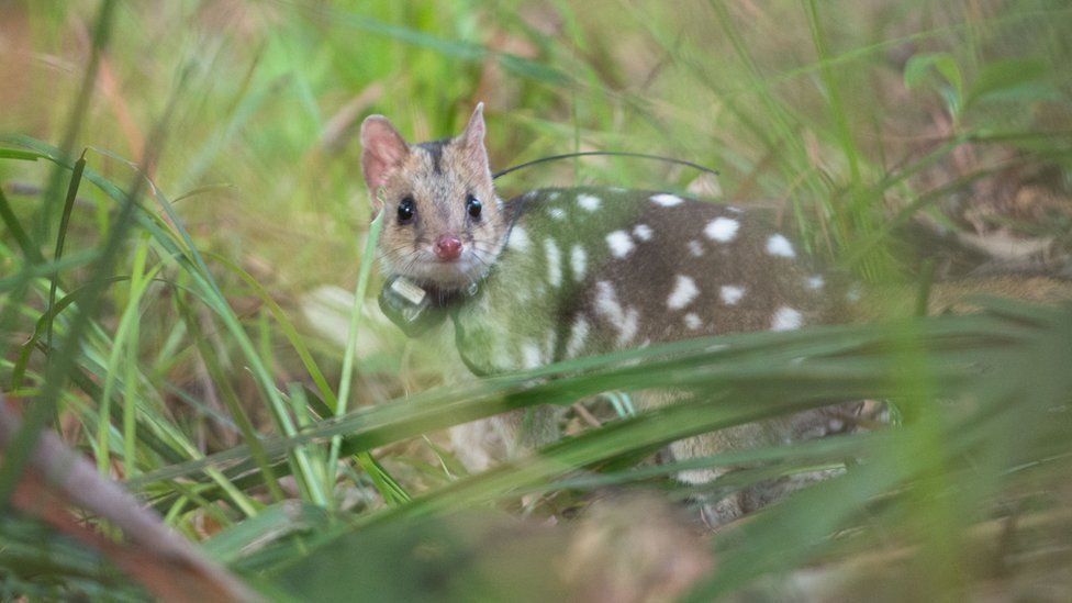 An eastern quoll is seen in the wild with a GPS tracking device