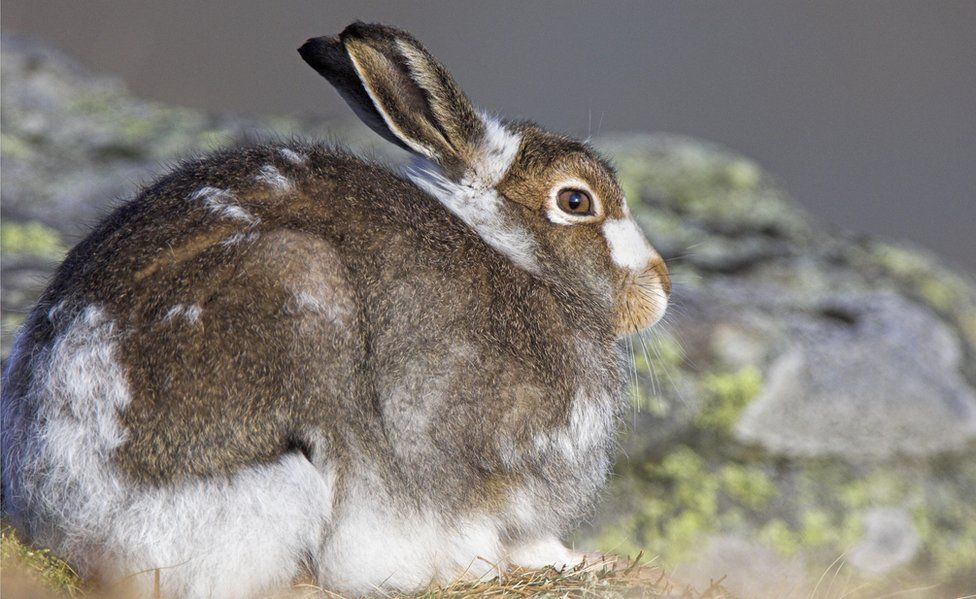 A brown and white hare crouched on some rocks