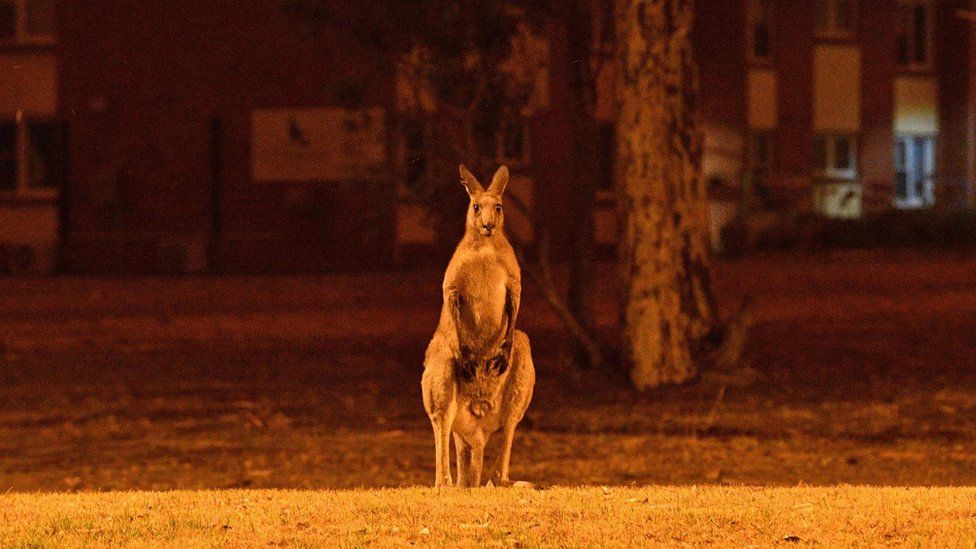 A kangaroo watching bush fires in New South Wales