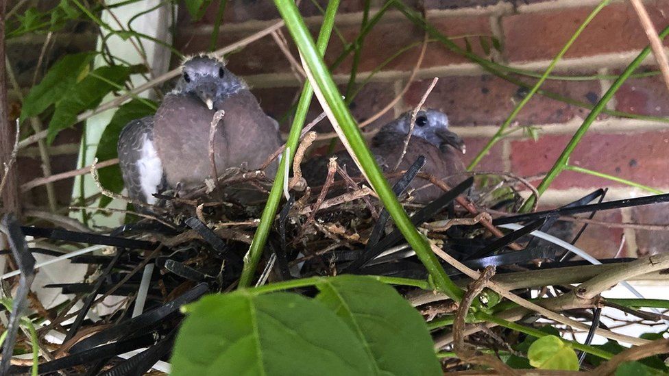 Pigeons nesting on a building site in Sussex make use of discarded cable ties