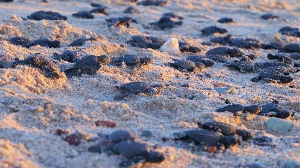 Olive ridley sea turtle hatchlings head to the water in the Sonora state, Mexico. Photo: 27 October 2020