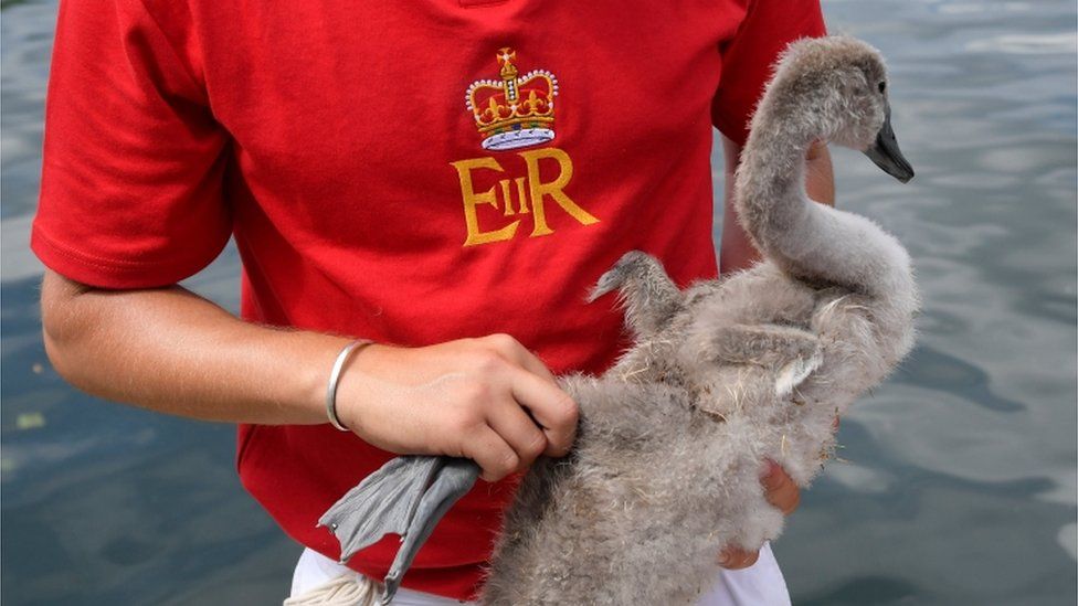 Officials record and examine cygnets