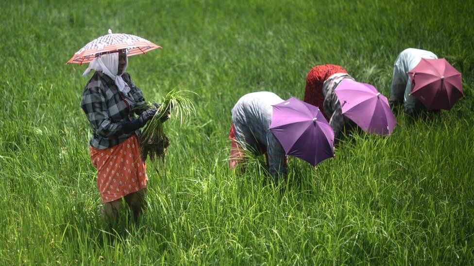 Индийские сельскохозяйственные рабочие пропалывают рисовые поля в Кайнакари в Куттанаде 28 июля 2022 года в Керале, Индия.