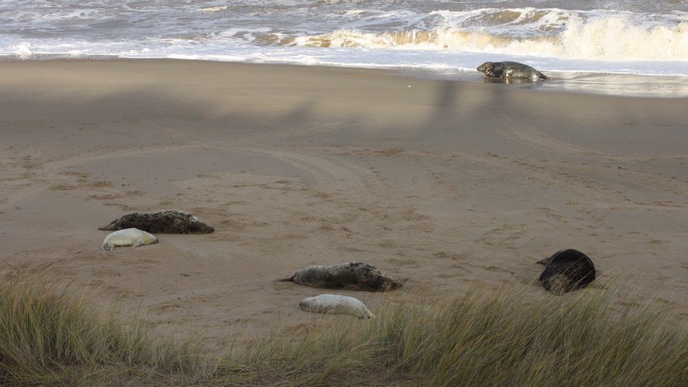 Seals at Horsey beach