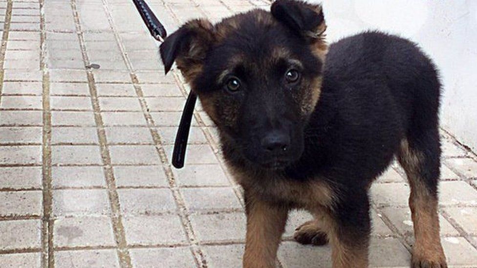 German shepherd puppy recued by Granada police