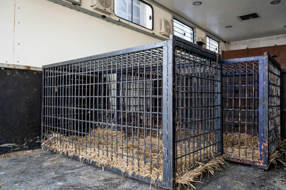 Tiger cages in Italian-licensed trailer, 6 Nov 19