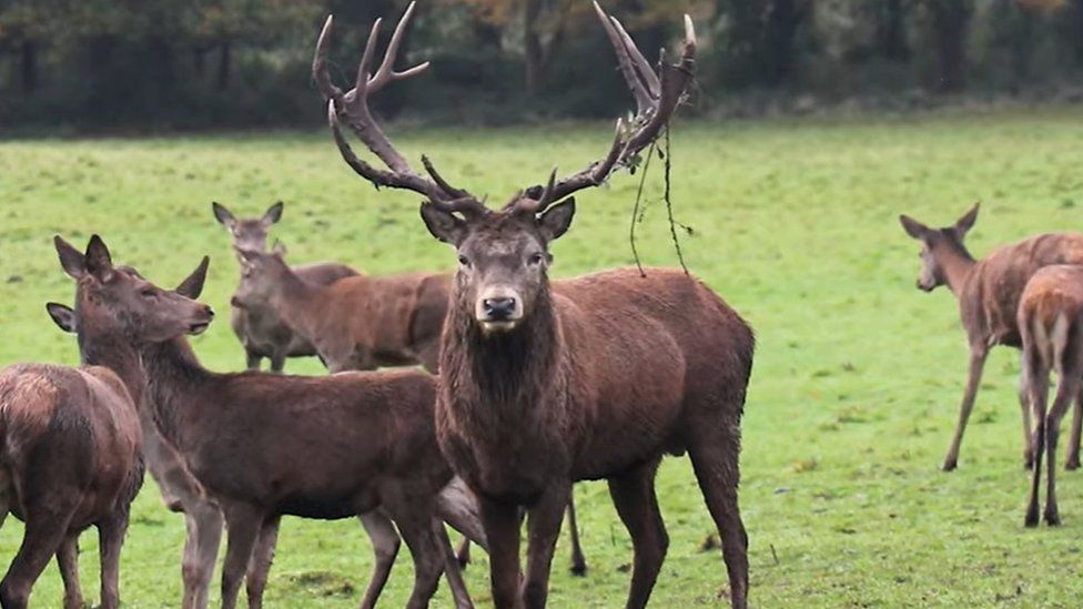 A male stag