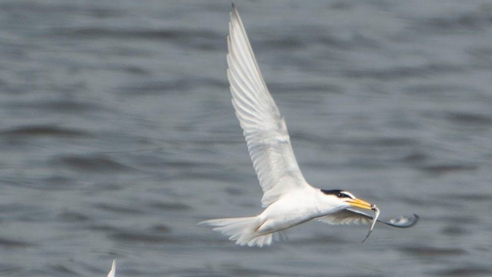 A little tern is seen flying over the Minsmere reserve
