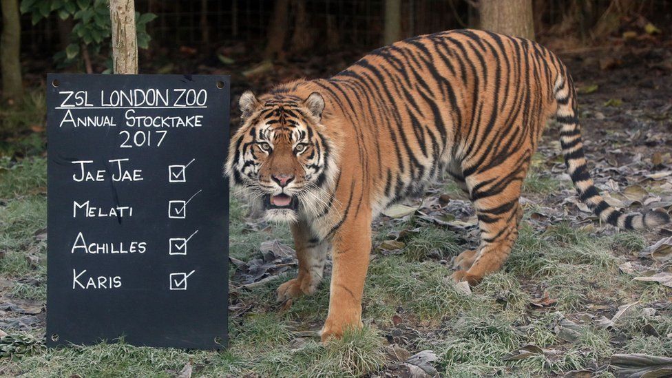 Sumatran tiger Jae Jae during the annual stocktake at ZSL London Zoo