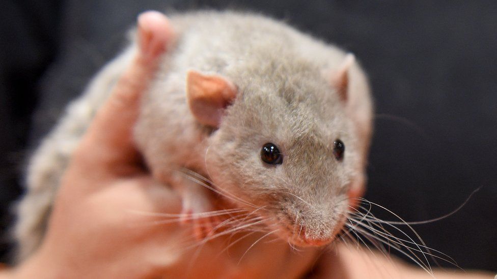 Abingdon woman died from 'rat bite fever' - BBC News