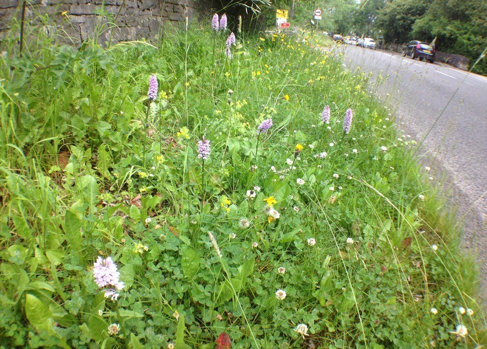 Common spotted orchids in Middleton-by-Wirksworth, Derbyshire