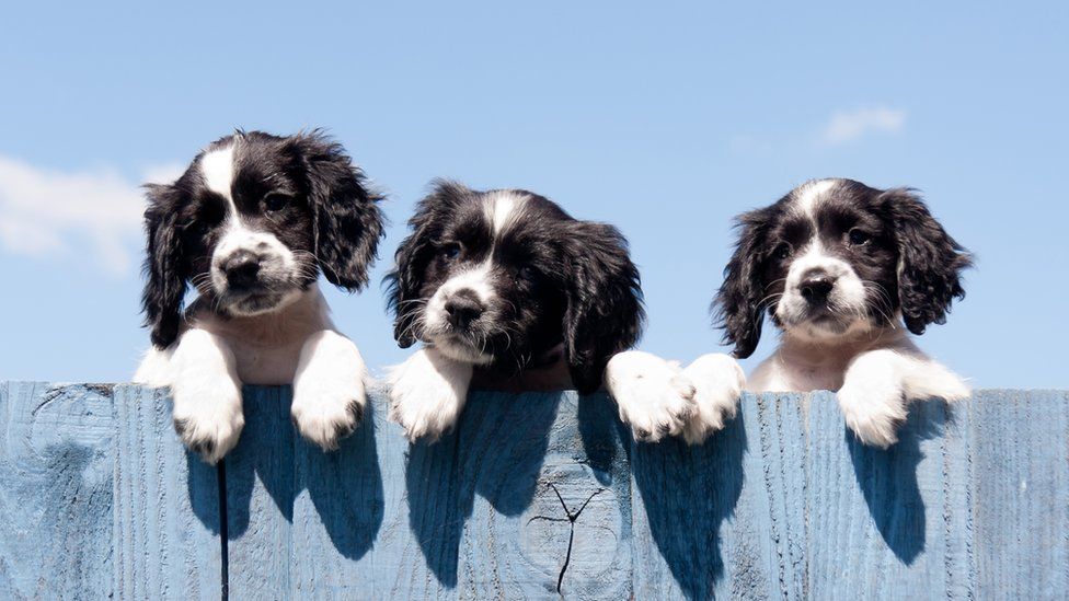 Puppies looking over a fence