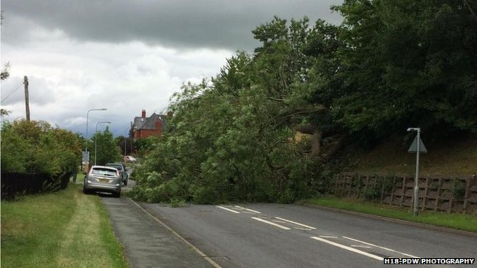Fallen tree blocks the A489 Newtown to Kerry road BBC News