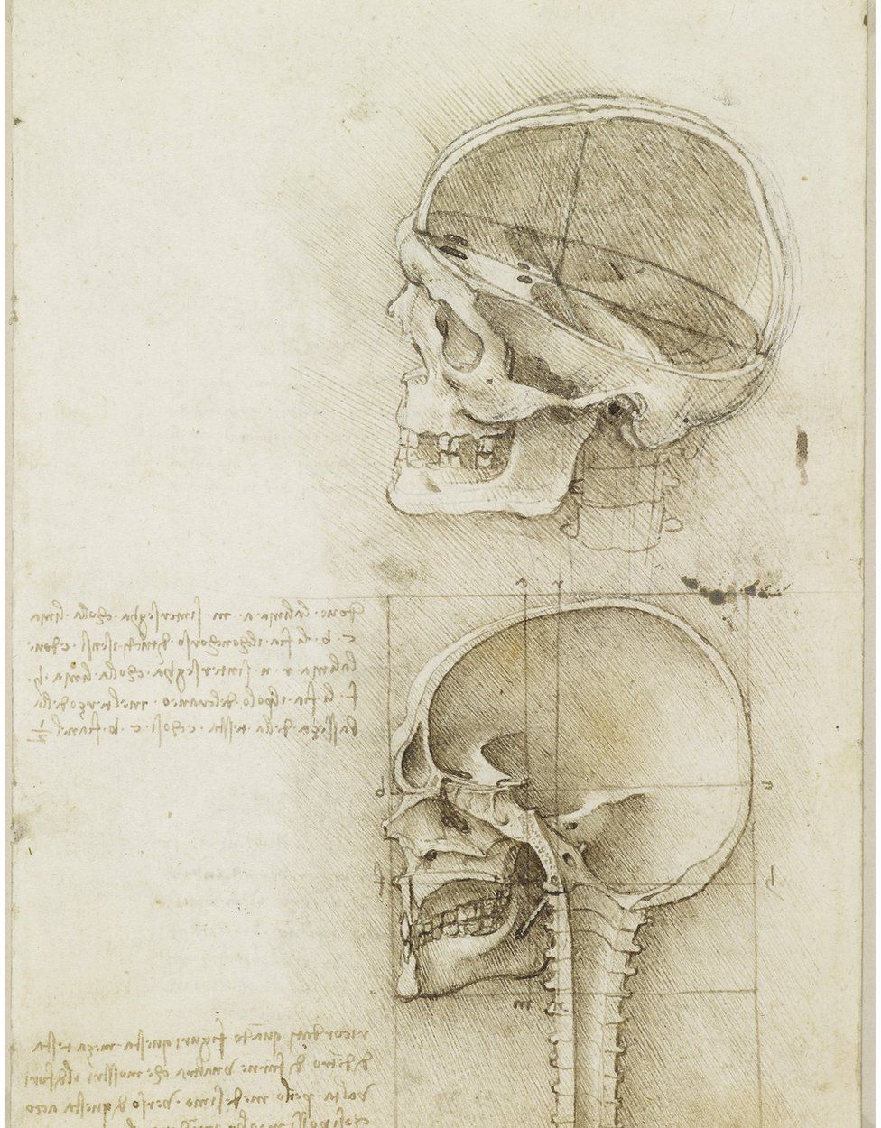 Sketches of a skull