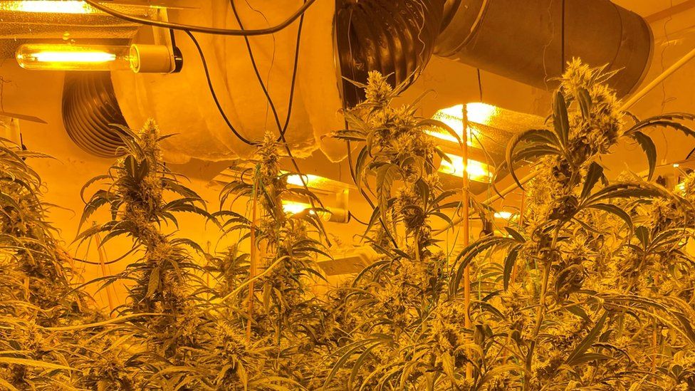 Cannabis plants raided in a cannabis factory