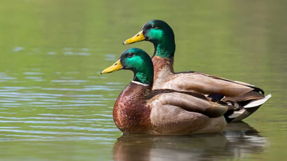 Mallard ducks