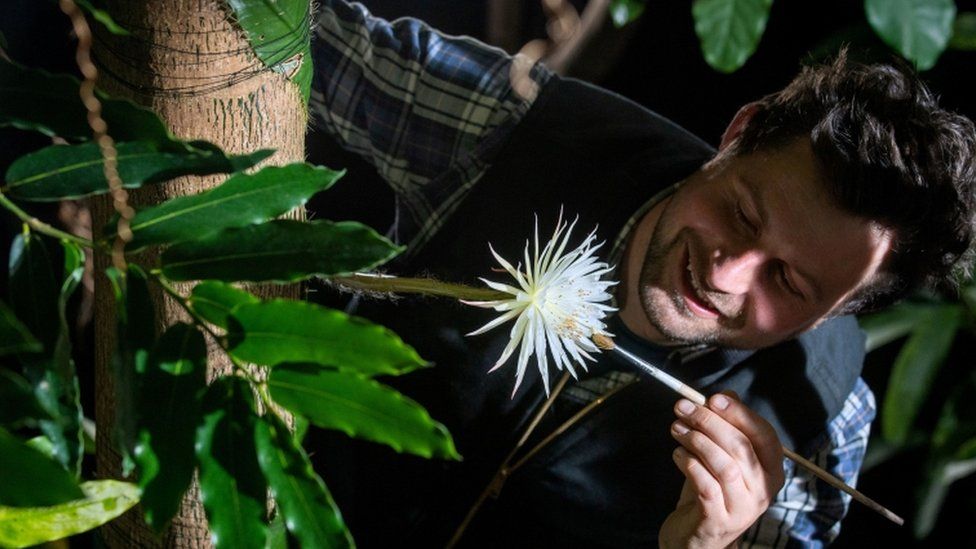 The moonflower in bloom with glasshouse supervisor Alex Summers