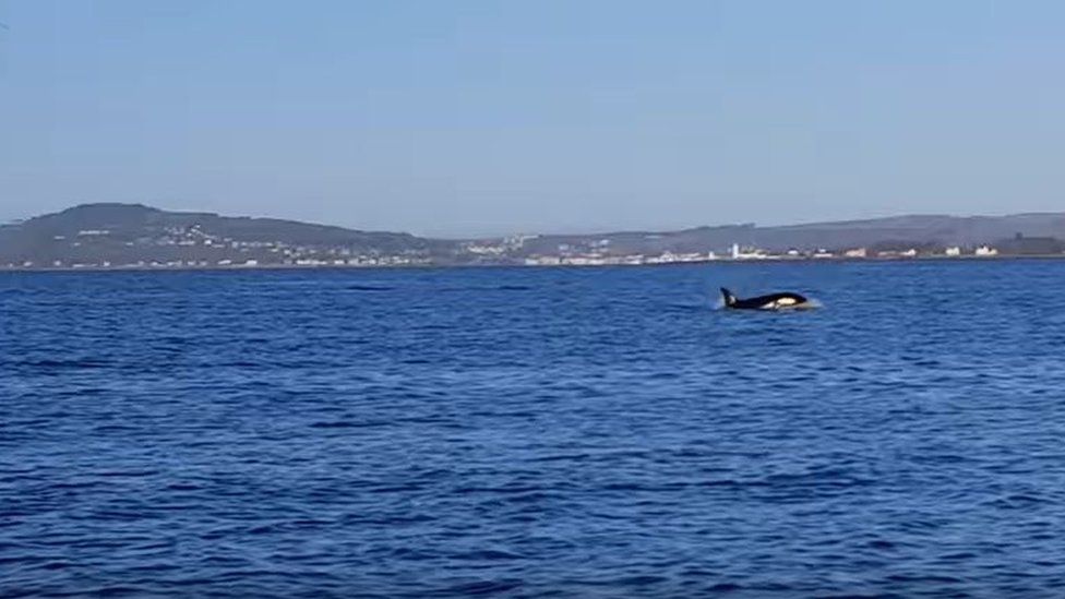 Killer whale in the Clyde